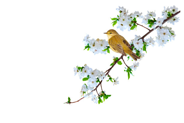 春天的大自然和可爱的小鸟。白色背景。孤立的鸟和树枝。图片下载