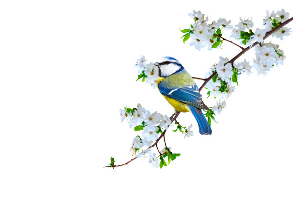 春天的大自然和可爱的小鸟。白色背景。孤立的鸟和树枝。图片下载