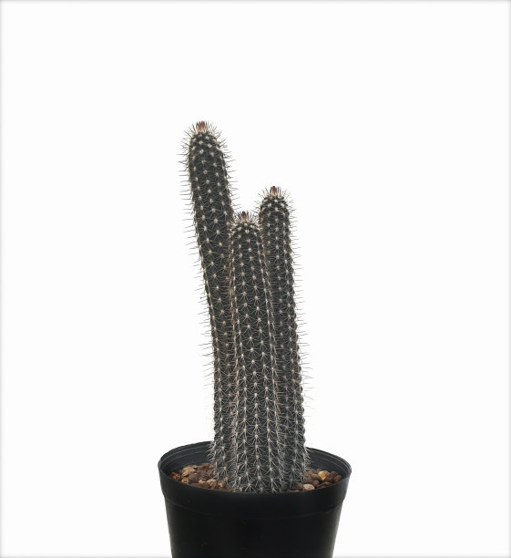 奇异Setiechinopsis mirabilis在白色背景和拷贝空间分离。图片下载