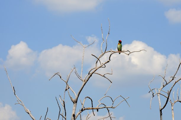 鸟在干树枝上图片下载