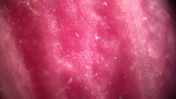 花瓣特写图片下载