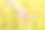 夏日的野草甸野花在少女的手中，自然图片下载