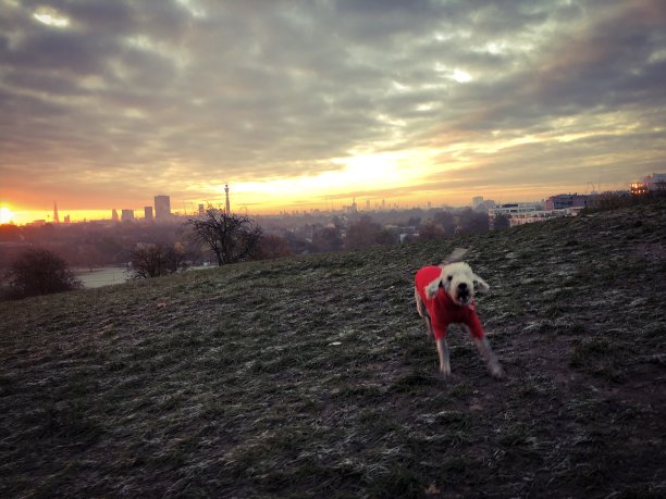 穿着毛衣的狗在公园里叫图片下载