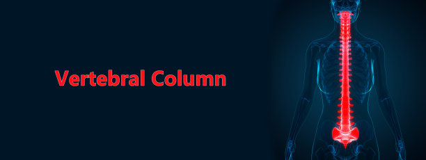 人体骨骼系统解剖学中的脊柱图片下载