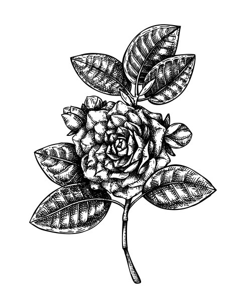 山茶花花素描图片下载