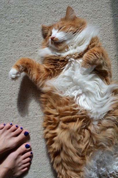 红猫睡在家里，雌猫光着脚图片下载