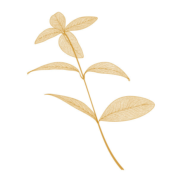 带叶子的桉树枝。叶静脉。图片下载