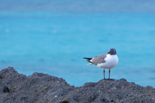 海鸥在岩石上休息，去坎昆的海滩度假图片下载