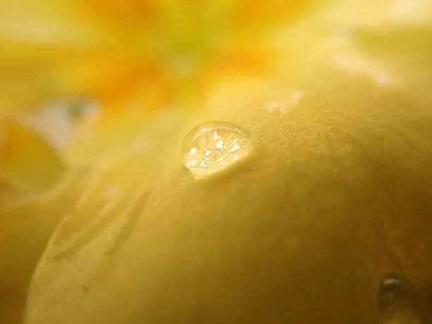 雨滴落在一片模糊的黄色花瓣上。图片下载