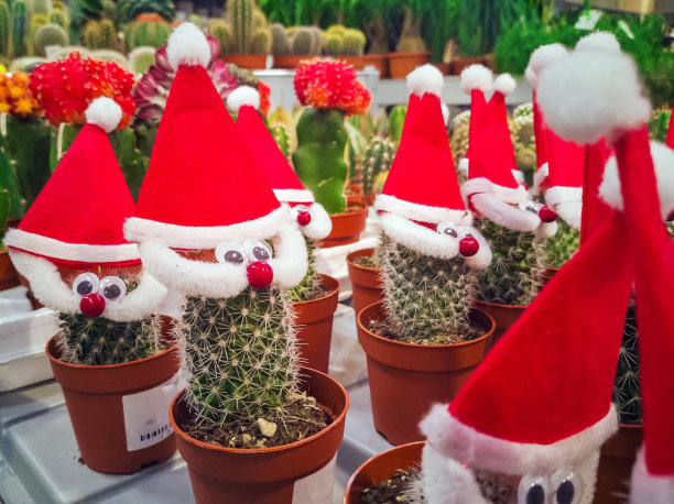 仙人掌和帽子图片下载