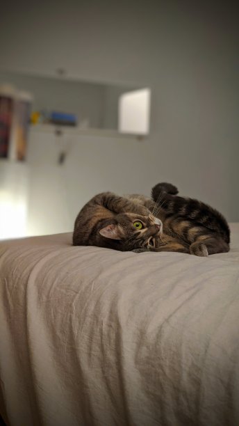 可爱的猫睡在舒适的床上图片下载