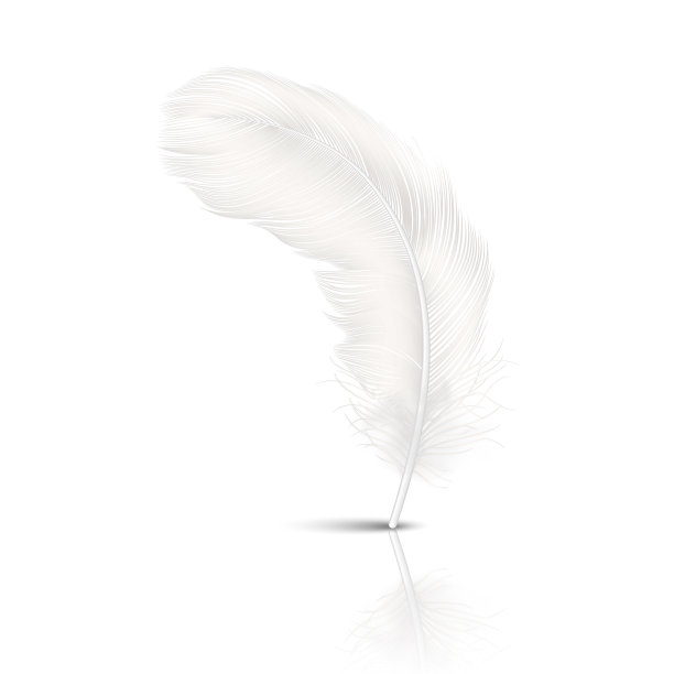 矢量3d现实的飘落白色蓬松的旋转羽毛与反射特写孤立在白色背景。设计模板，天使或详细的鸟羽毛笔的剪贴画图片下载