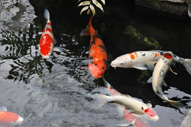 五颜六色的日本锦鲤在一个可爱的池塘花园在日本东京图片下载