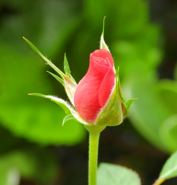 红玫瑰花蕾侧观，宏观。图片下载