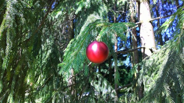 红球独自挂在云杉绿色的树枝在森林里。假日里的孤独和悲伤。忧郁和怨恨。图片下载