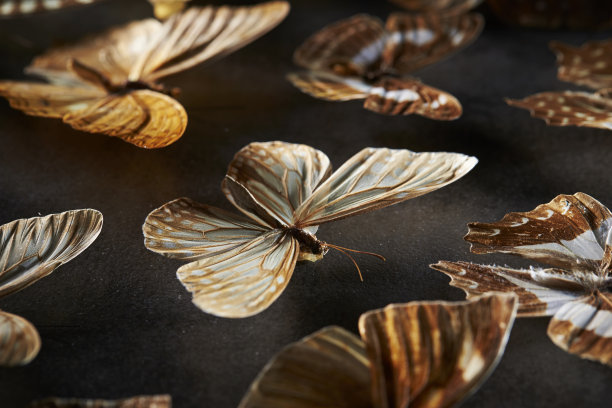 蝴蝶标本图片下载