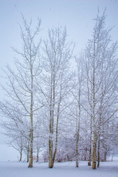 严寒的冬天的树图片下载