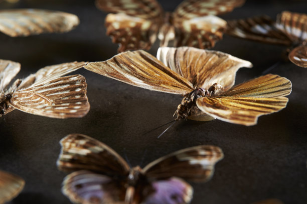蝴蝶标本图片下载