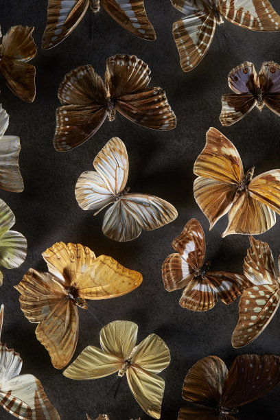 蝴蝶标本图片下载