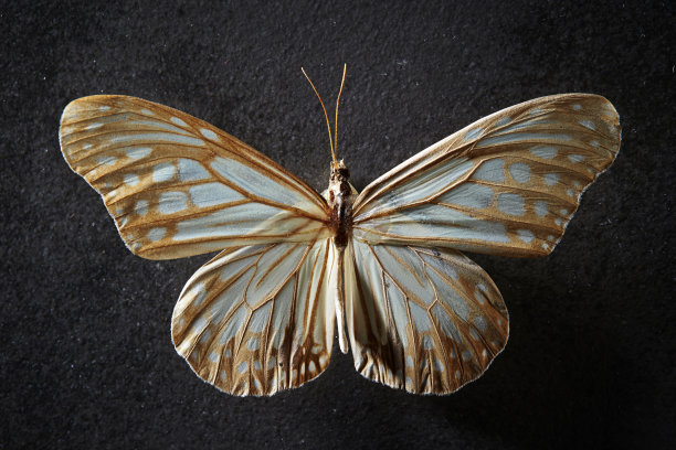 蝴蝶标本图片下载
