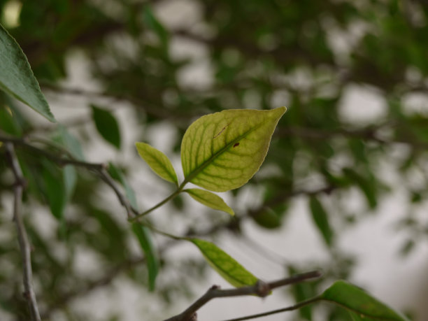 Bael植物叶子与模糊的背景图片下载