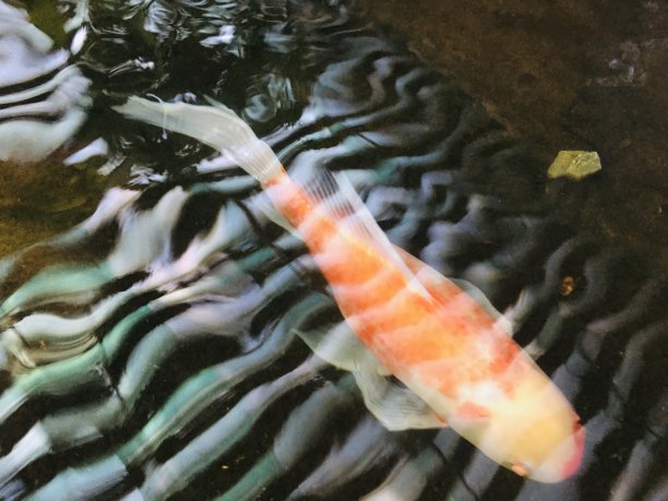 池塘里有一条大金鱼图片下载