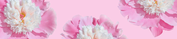 旗帜花图案的粉红色牡丹在粉红色的背景图片下载