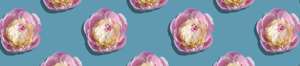 带有黄色中心的粉红色牡丹图片下载