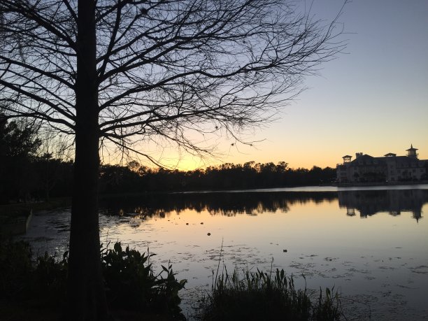 湖上的树图片下载