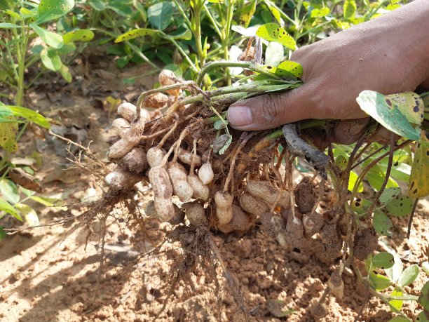 花生收获图片下载