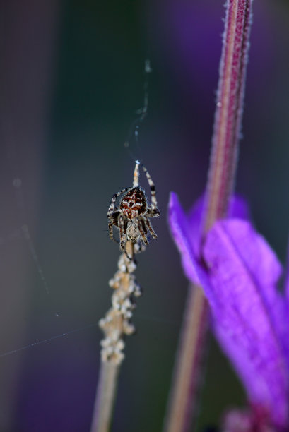 蜜蜂在薰衣草地里寻找蜂蜜和花粉图片下载
