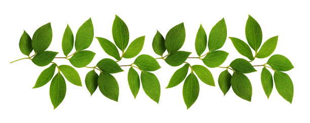 绿叶的细枝排成一行图片下载