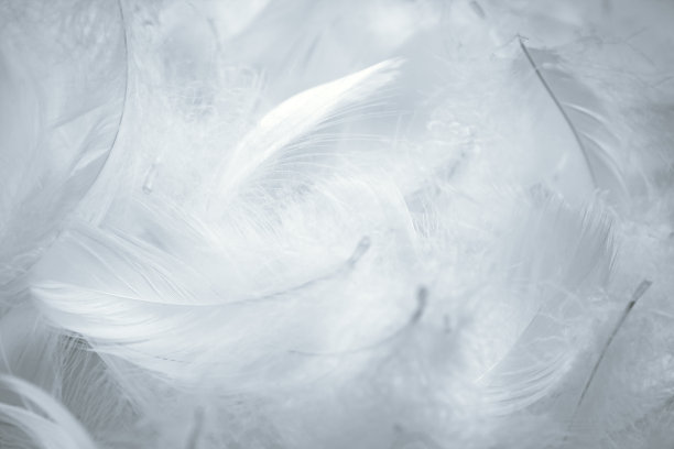 柔软的白色羽毛背景图片下载