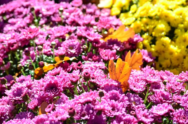 雨点落在花园里美丽的粉红色菊花上，传统的秋天之花图片下载