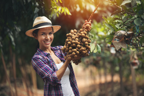 亚洲女园丁在紫色衬衫与帽子显示龙眼在花园图片下载