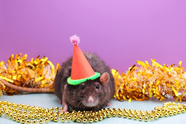 一只黑色的老鼠戴着红色的圣诞帽，背景是紫丁香。2020年新年的象征。图片下载