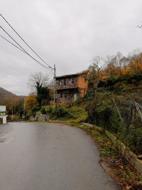 美丽，枝叶植物，明亮，环境，森林图片下载