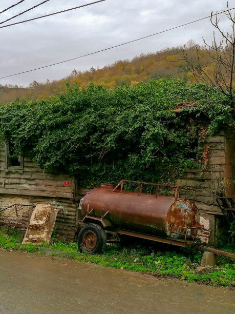 美丽，枝叶植物，明亮，环境，森林图片下载