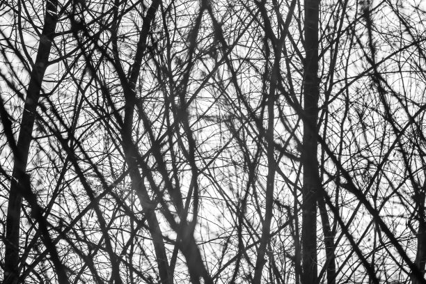 冬季的树枝在天空和阳光的背景下呈黑白单色图片下载
