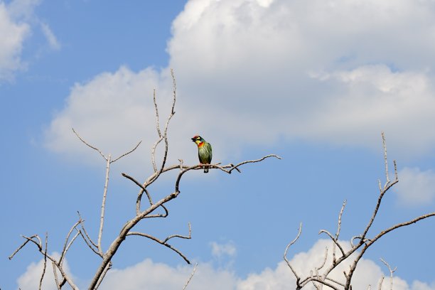 鸟在干树枝上图片下载
