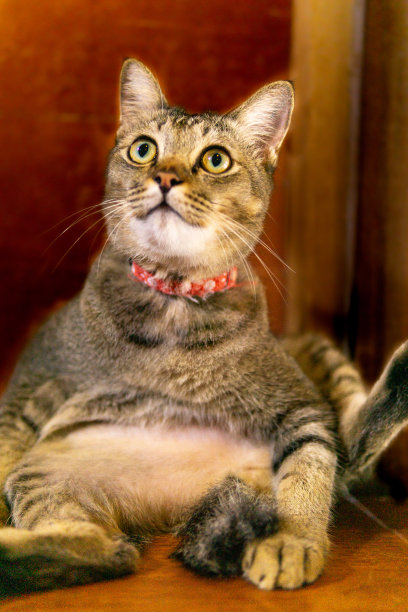 可爱有趣的沙发土豆小猫在夏日热浪中冷却图片下载