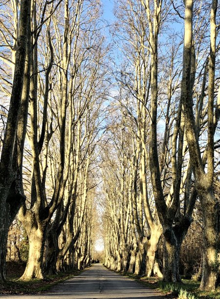 法国的树巷图片下载