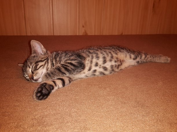 小虎斑猫，小猫，躺在床上，用爪子抓着下巴睡觉图片下载