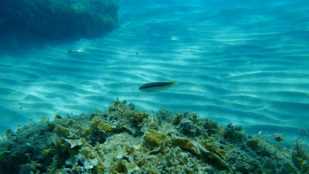 地中海彩虹濑鱼图片下载