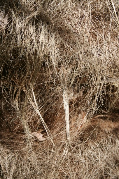 棕榈树图片下载