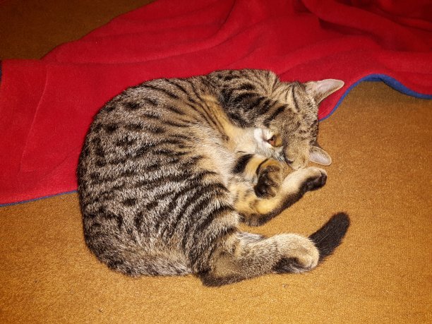 小猫，小虎斑猫，躺在一条红毯子上睡觉图片下载