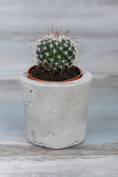 手工混凝土花盆里的仙人掌图片下载