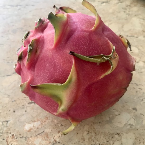 火龙果(仙人掌undatus)图片下载