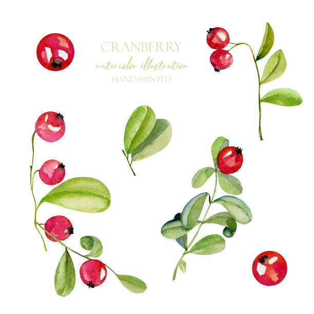 水彩越橘浆果插图收集，手工绘制孤立的白色背景图片下载