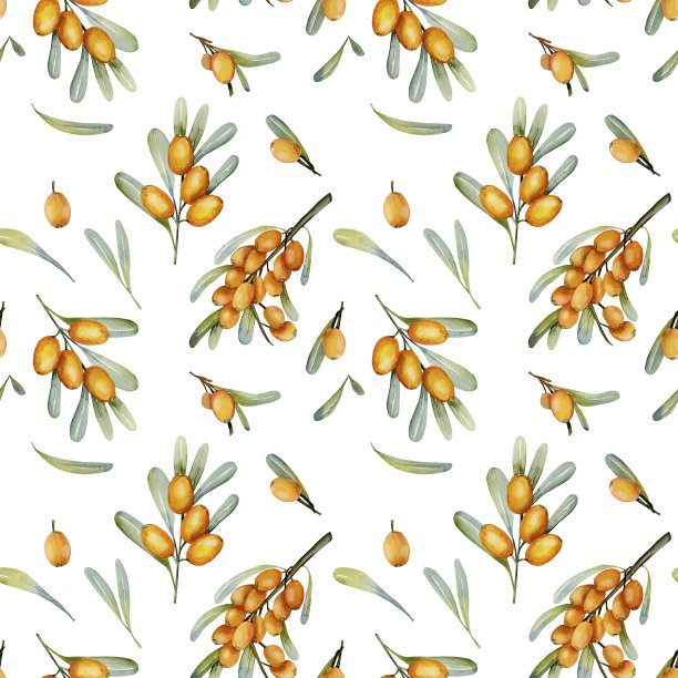 水彩沙棘浆果无缝模式，手绘在一个白色的背景图片下载